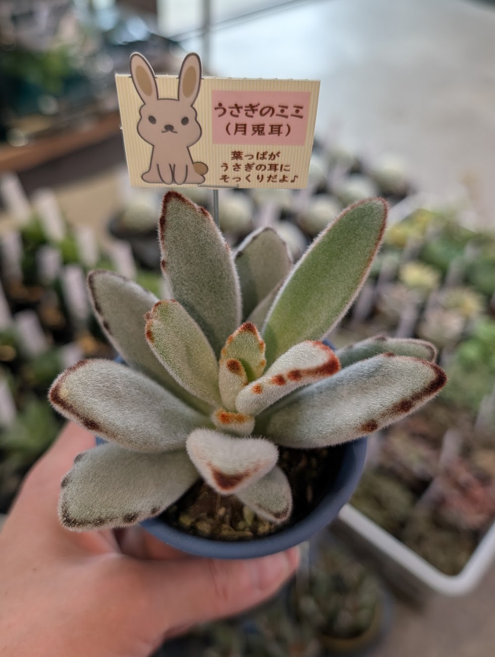 東京でエケベリアがたくさん並ぶ無人販売店|多肉植物専門店リュミエール葛飾店_20260528