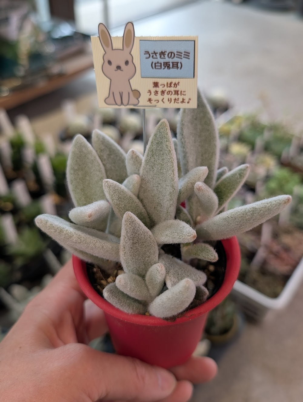東京でエケベリアがたくさん並ぶ無人販売店|多肉植物専門店リュミエール葛飾店_20260528