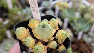 アエオニウム・ドドランタリス|多肉植物専門店リュミエール葛飾店_20260528