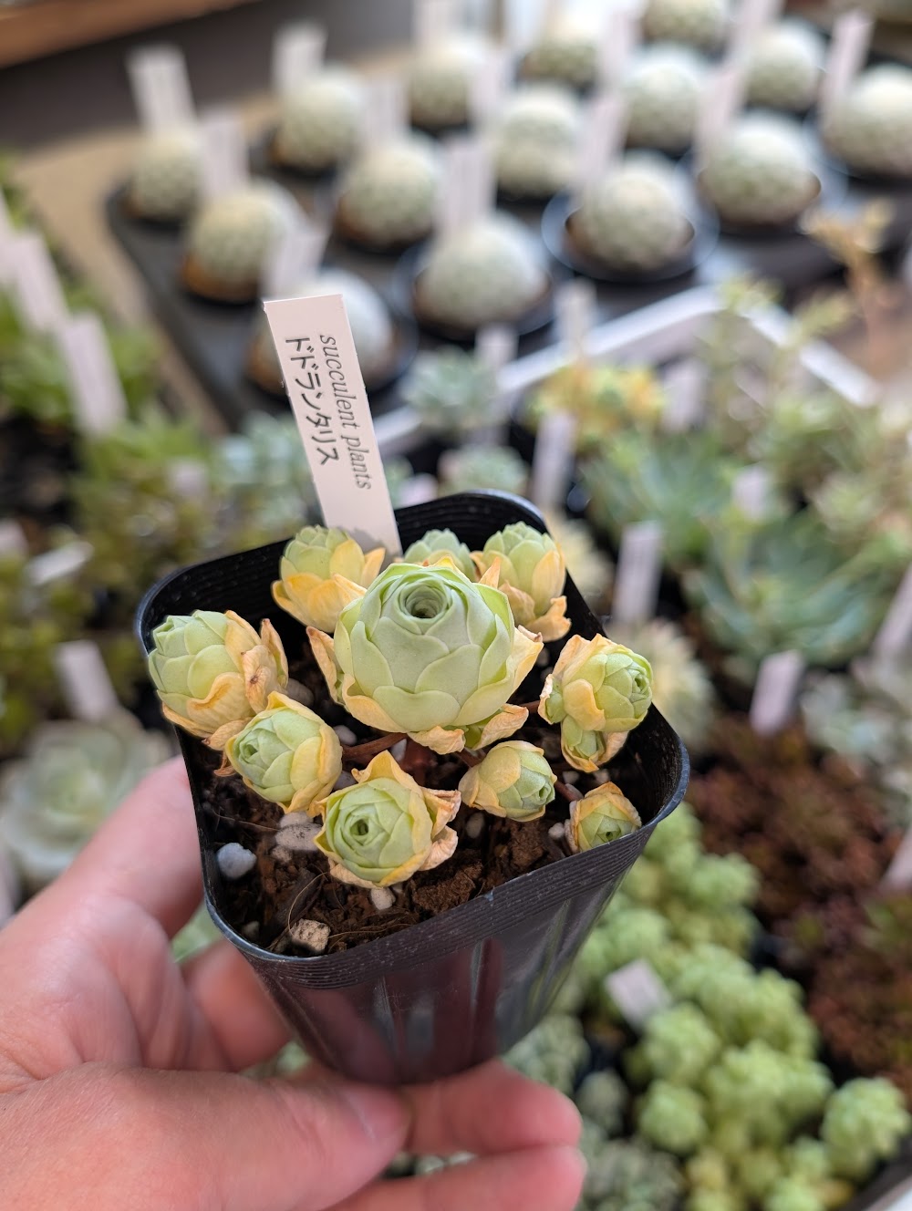 東京でエケベリアがたくさん並ぶ無人販売店|多肉植物専門店リュミエール葛飾店_20260528
