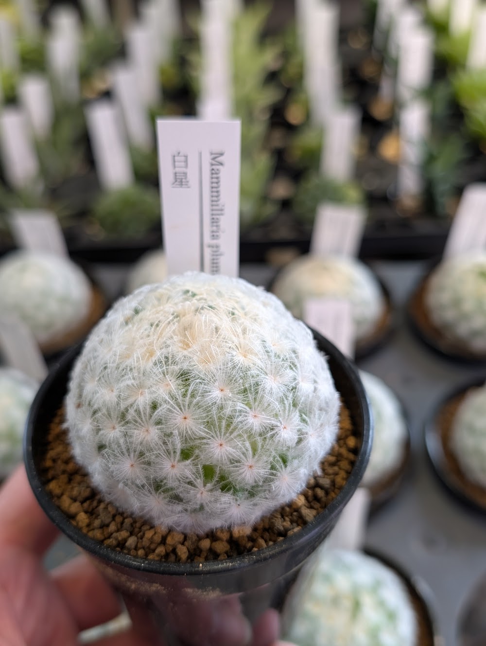 東京でエケベリアがたくさん並ぶ無人販売店|多肉植物専門店リュミエール葛飾店_20260528