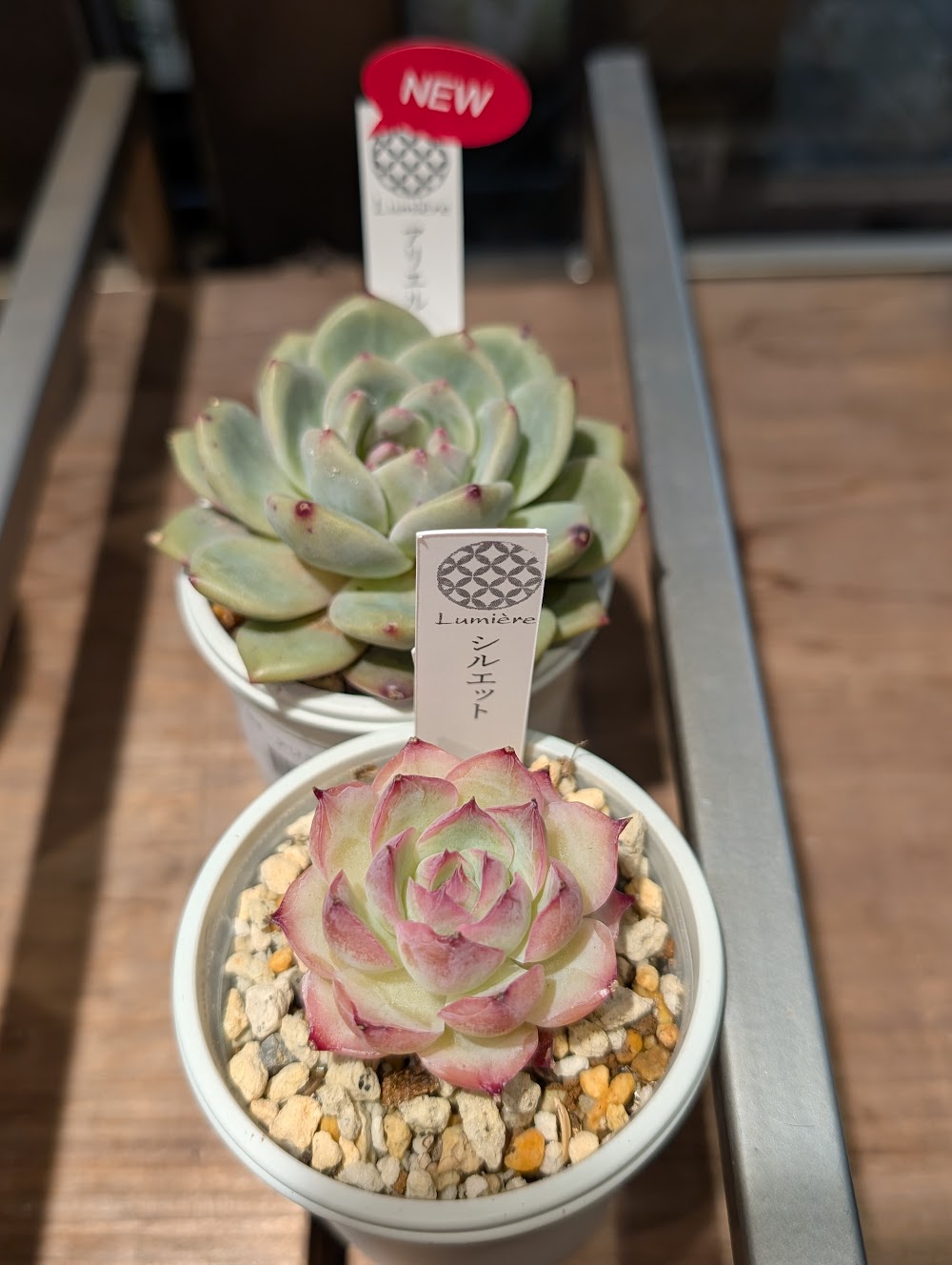東京でエケベリアがたくさん並ぶ無人販売店|多肉植物専門店リュミエール葛飾店_20260528
