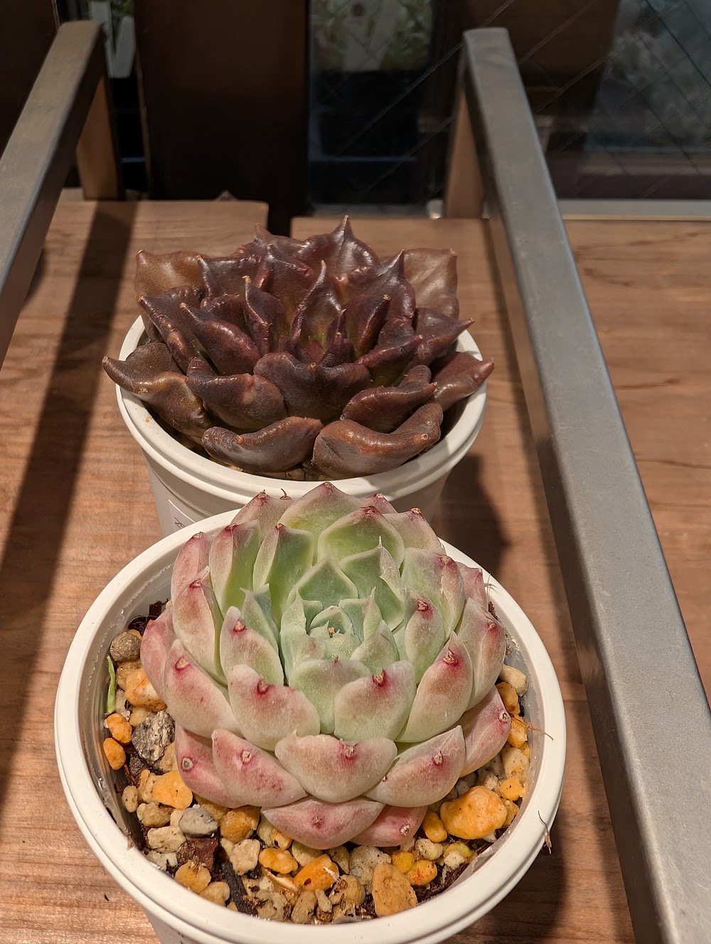 東京でエケベリアがたくさん並ぶ無人販売店|多肉植物専門店リュミエール葛飾店_20260528