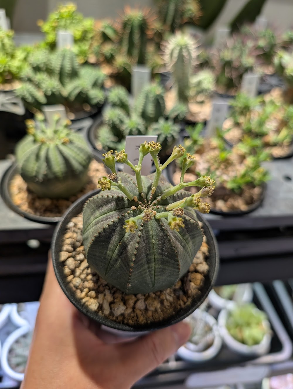 東京でエケベリアがたくさん並ぶ無人販売店|多肉植物専門店リュミエール葛飾店_20260528