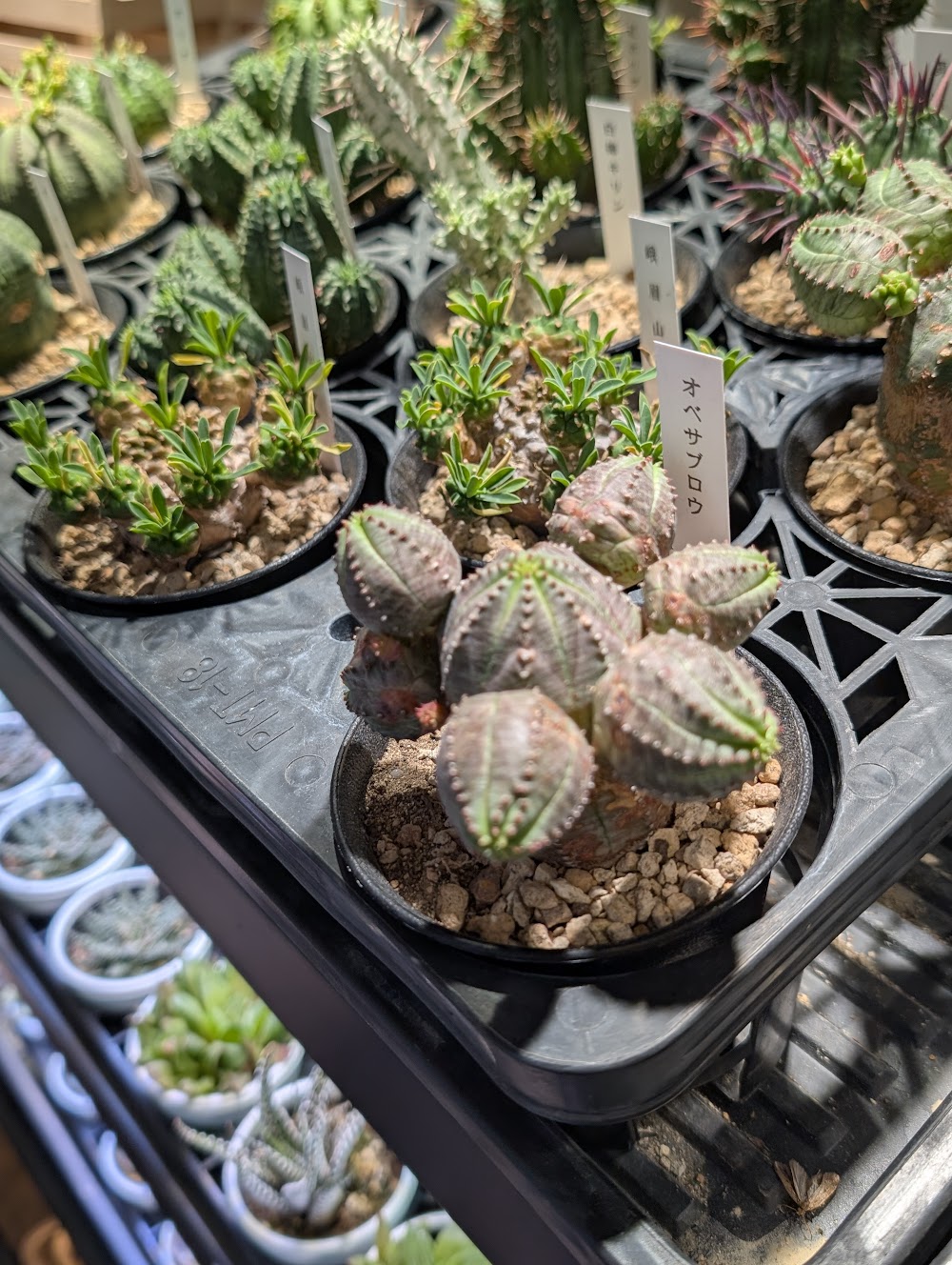 東京でエケベリアがたくさん並ぶ無人販売店|多肉植物専門店リュミエール葛飾店_20260528