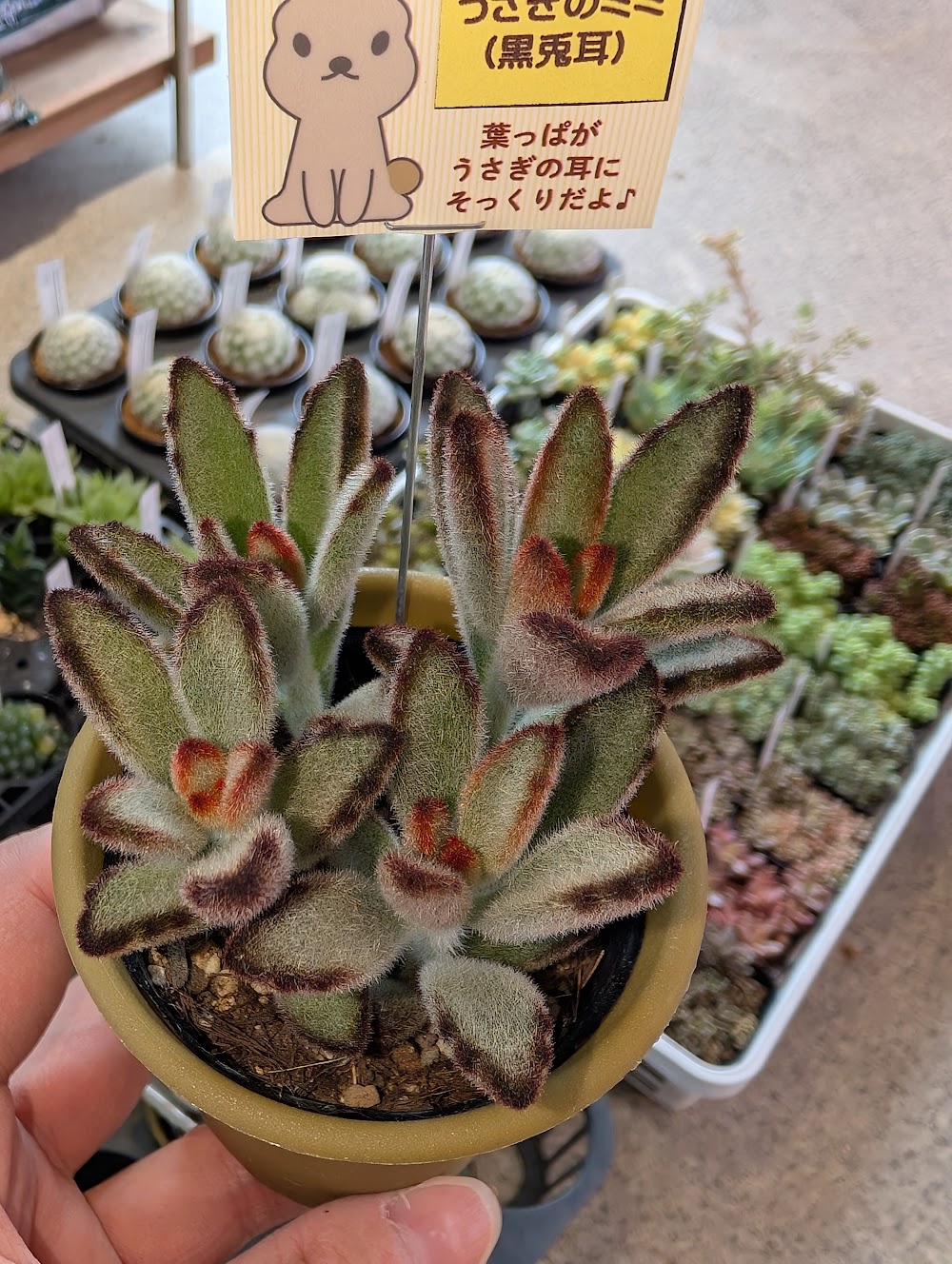 東京でエケベリアがたくさん並ぶ無人販売店|多肉植物専門店リュミエール葛飾店_20260528