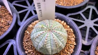 東京でエケベリアがたくさん並ぶ無人販売店|多肉植物専門店リュミエール葛飾店_20260529