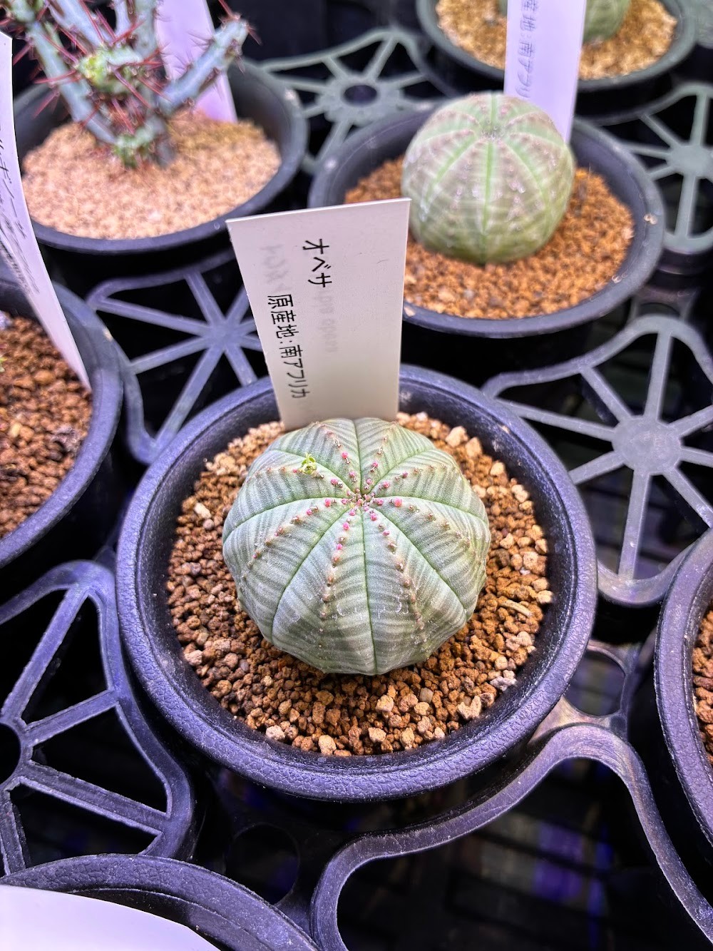 東京でエケベリアがたくさん並ぶ無人販売店|多肉植物専門店リュミエール葛飾店_20260529