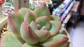 東京でエケベリアがたくさん並ぶ無人販売店|多肉植物専門店リュミエール葛飾店_20260530