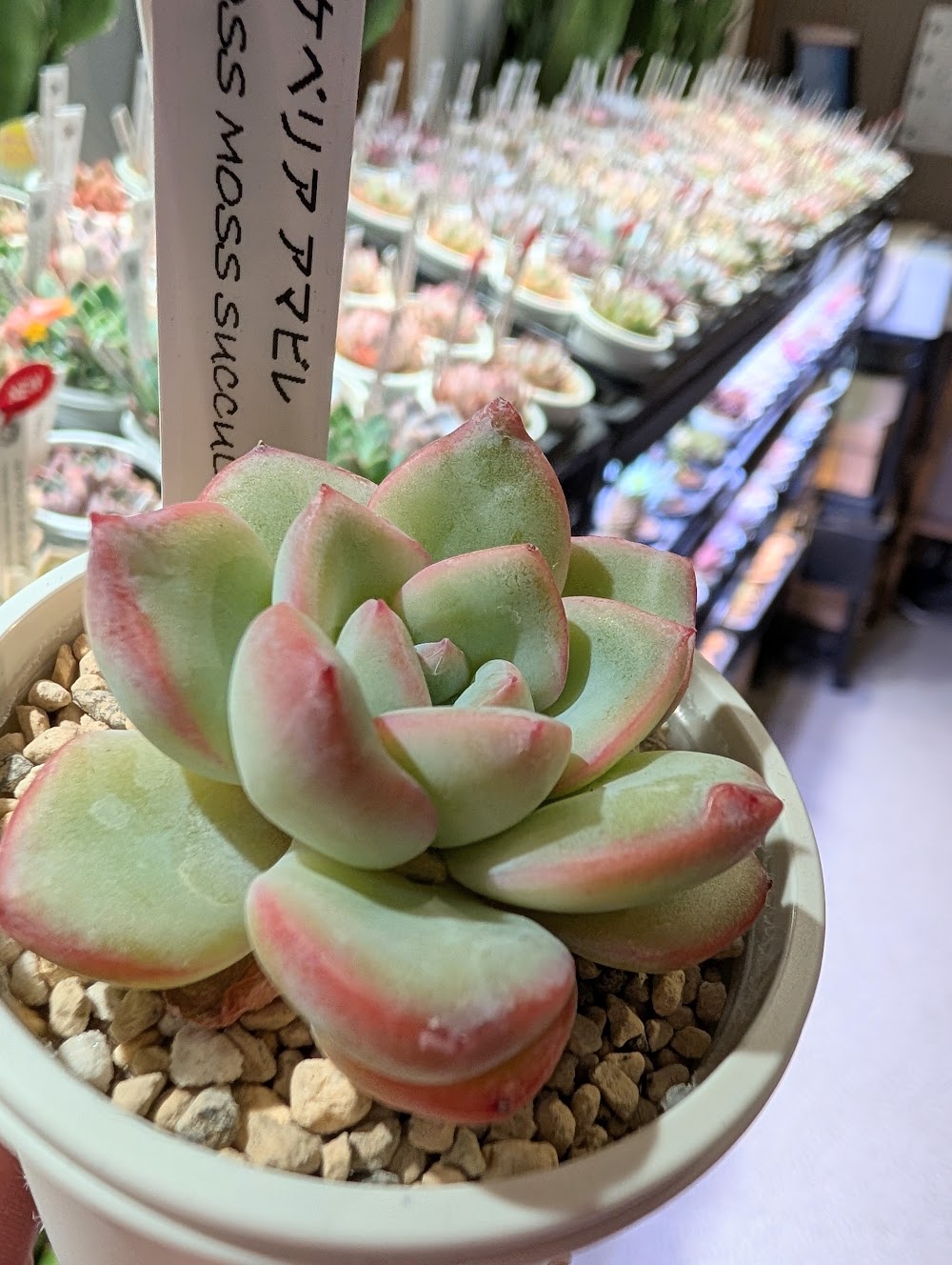 東京でエケベリアがたくさん並ぶ無人販売店|多肉植物専門店リュミエール葛飾店_20260530