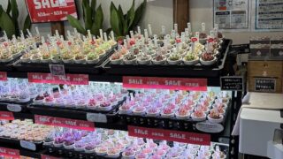 東京でエケベリアがたくさん並ぶ無人販売店|多肉植物専門店リュミエール葛飾店_20260531
