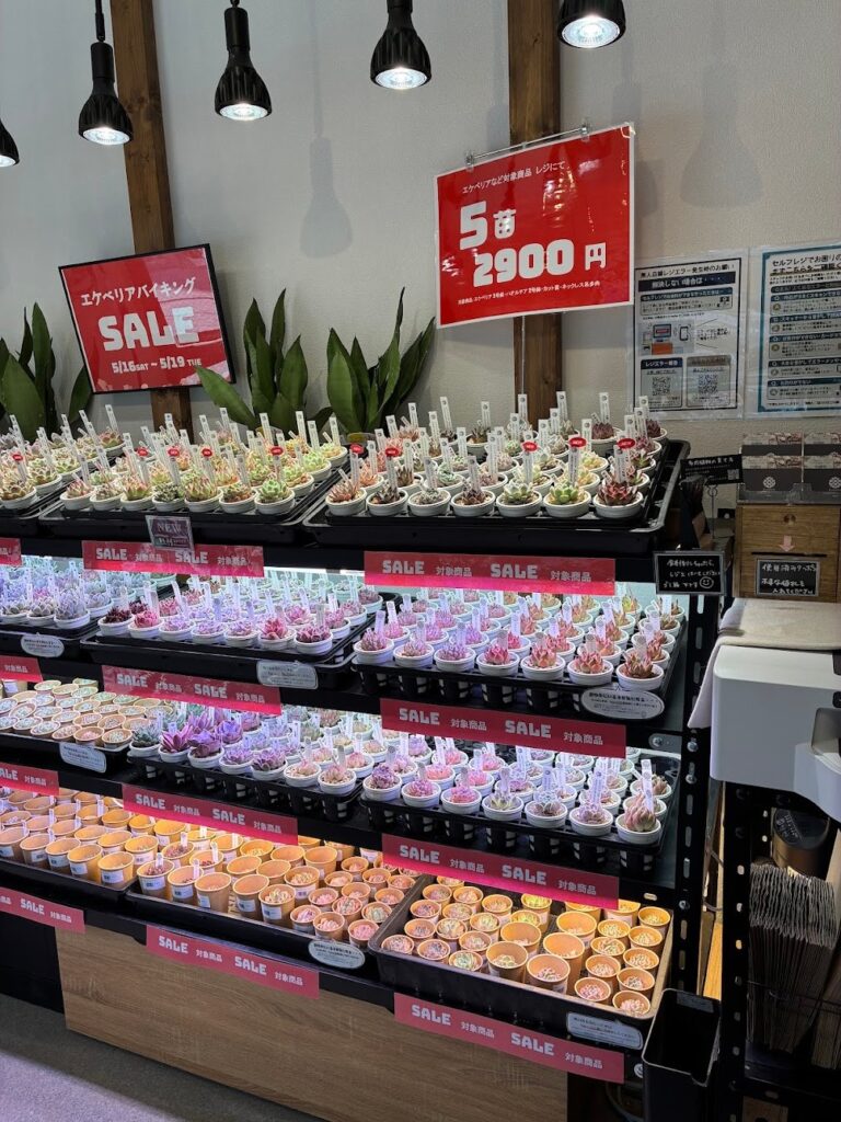 毎月イベントが盛りだくさんの店内！|多肉植物専門店リュミエール葛飾店_20260531