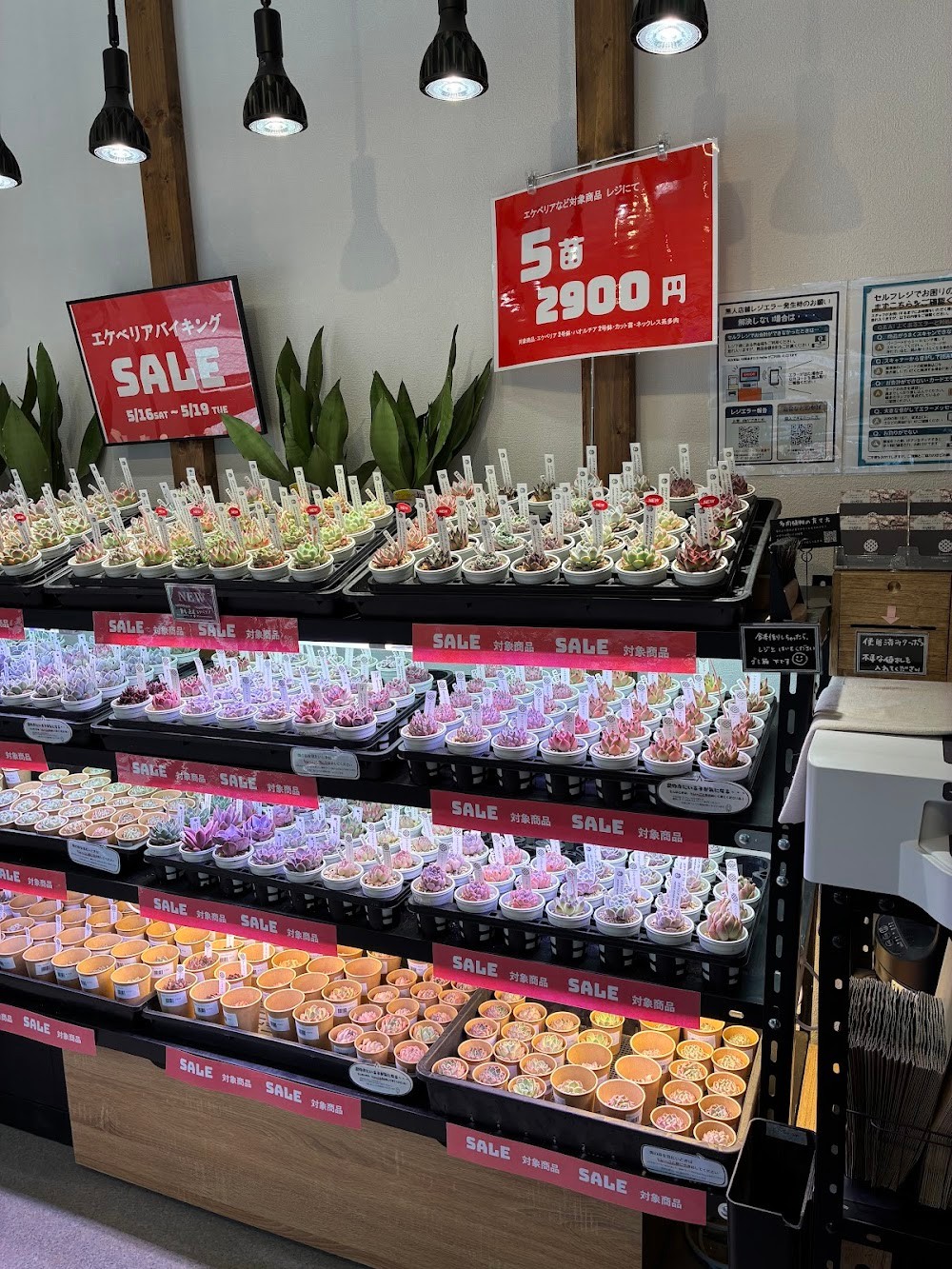 東京でエケベリアがたくさん並ぶ無人販売店|多肉植物専門店リュミエール葛飾店_20260531