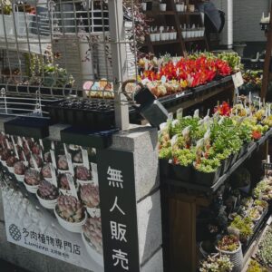 看板設置しました|多肉植物専門店リュミエール江東区北砂販売所_20260507