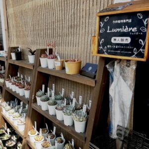無人販売の風景|多肉植物専門店リュミエール江東区北砂販売所_20260507