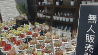 東京でエケベリアがある無人販売店|多肉植物専門店リュミエール北砂販売所_20260507