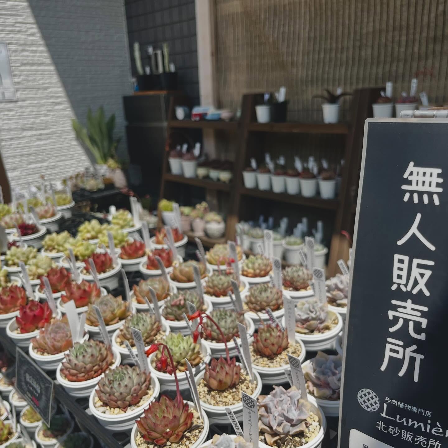 東京でエケベリアがある無人販売店|多肉植物専門店リュミエール北砂販売所_20260507