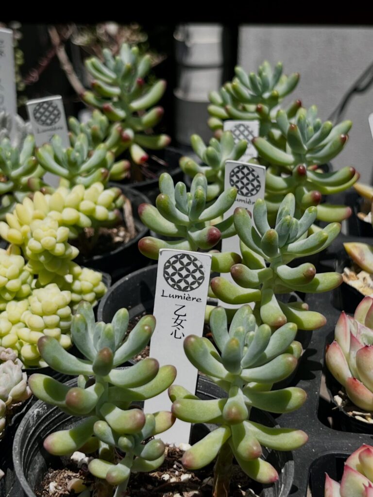 セダム_乙女心|多肉植物専門店リュミエール江東区北砂販売所_20260510