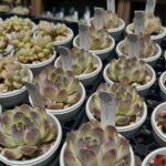 エケベリア-アメジスト|多肉植物専門店リュミエール江東区北砂販売所_20260510