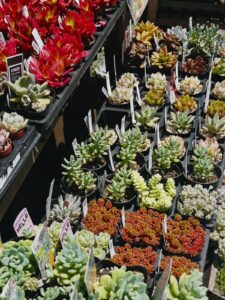つぶつぶ系多肉！残り僅か！！|多肉植物専門店リュミエール北砂販売所_20260510