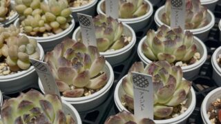 エケベリア-アメジスト|多肉植物専門店リュミエール江東区北砂販売所_20260510