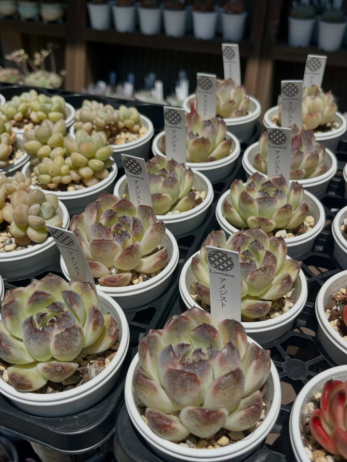 エケベリア-アメジスト|多肉植物専門店リュミエール江東区北砂販売所_20260510