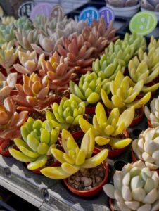 赤！黄色！カラフルなミニサイズ多肉植物|多肉植物専門店リュミエール北砂販売所_20260518