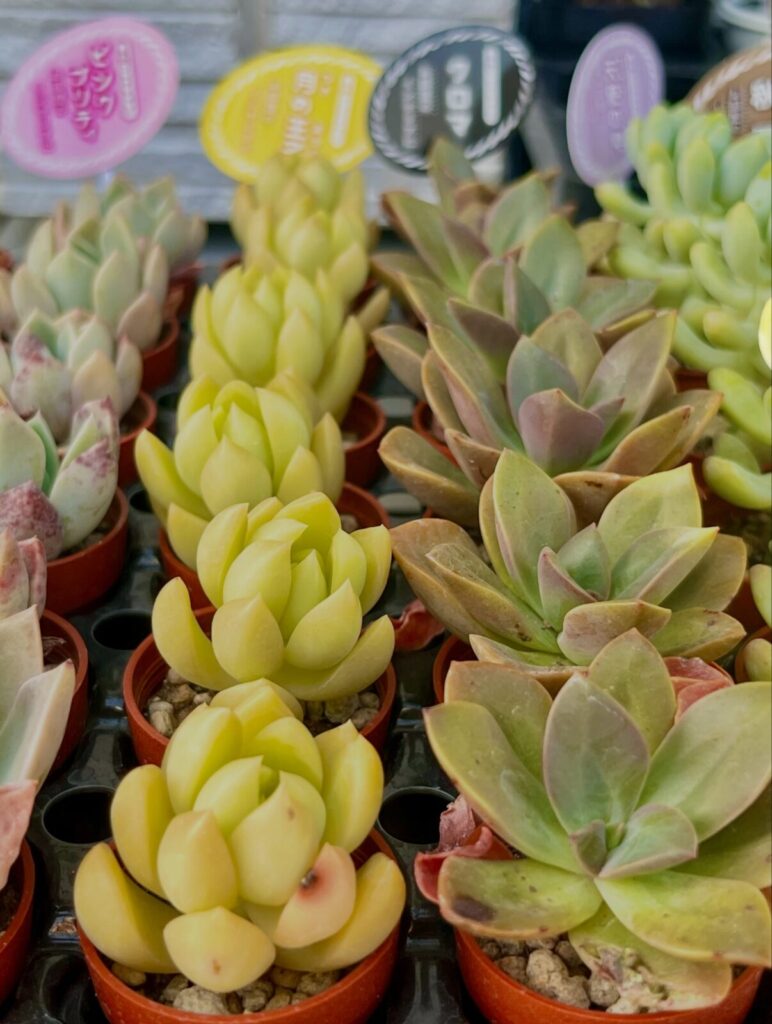 並べて可愛い!柏屋商店1寸鉢|多肉植物専門店リュミエール北砂販売所_20260518