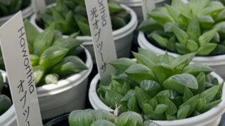 東京でエケベリアがある無人販売店|多肉植物専門店リュミエール北砂販売所_20260518