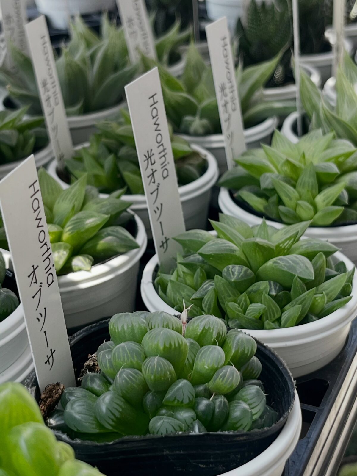 東京でエケベリアがある無人販売店|多肉植物専門店リュミエール北砂販売所_20260518