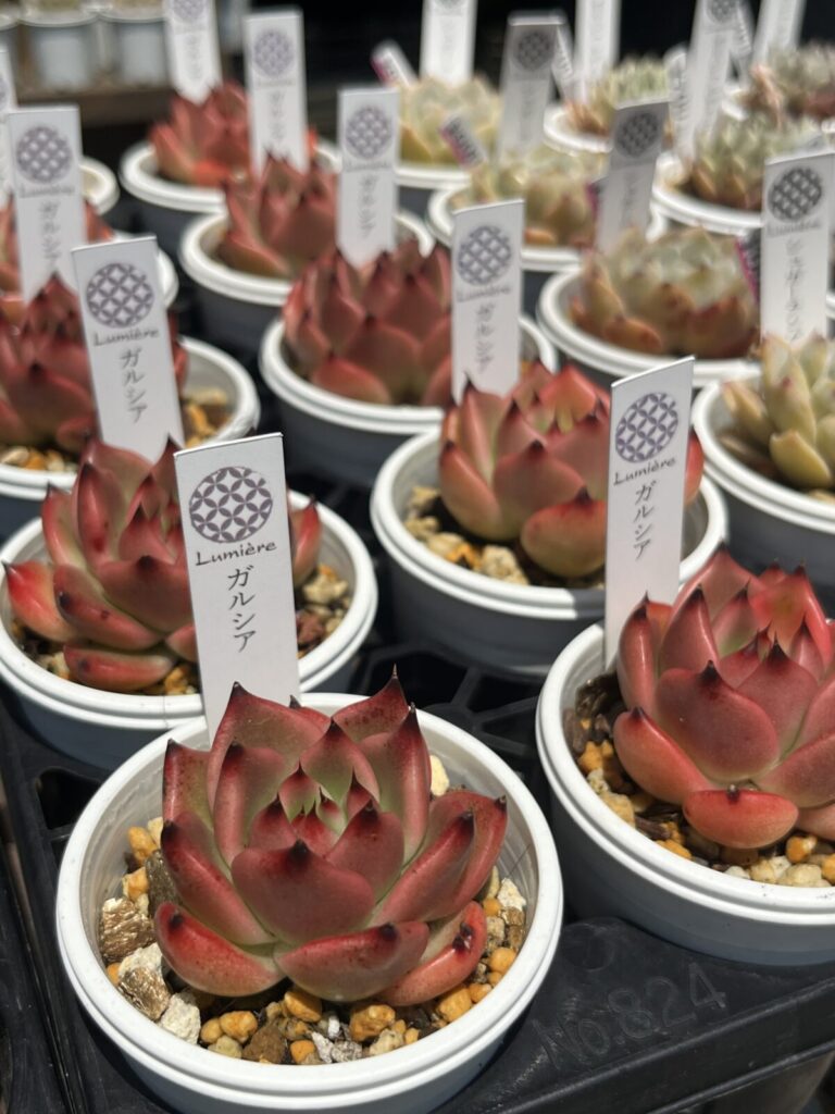 真っ赤なエケベリア_ガルシア｜多肉植物専門店リュミエール北砂販売所