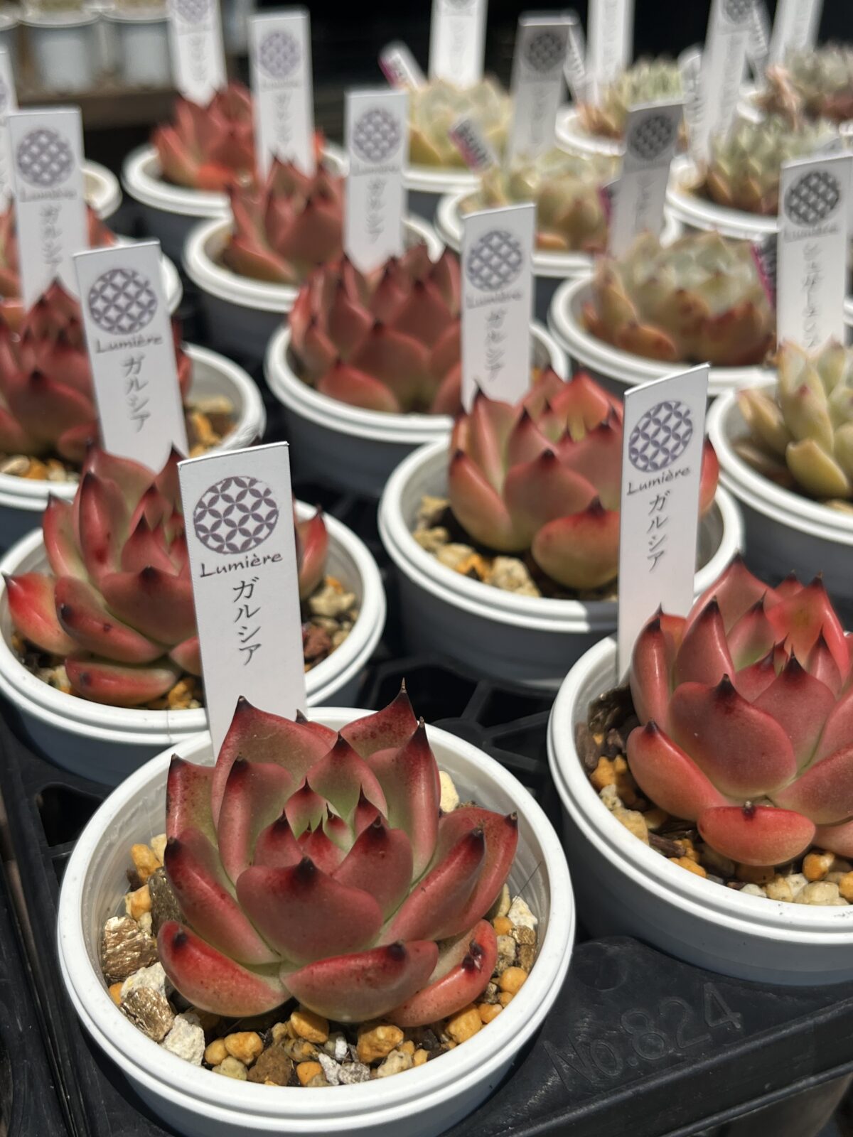 真っ赤なエケベリア_ガルシア｜多肉植物専門店リュミエール北砂販売所