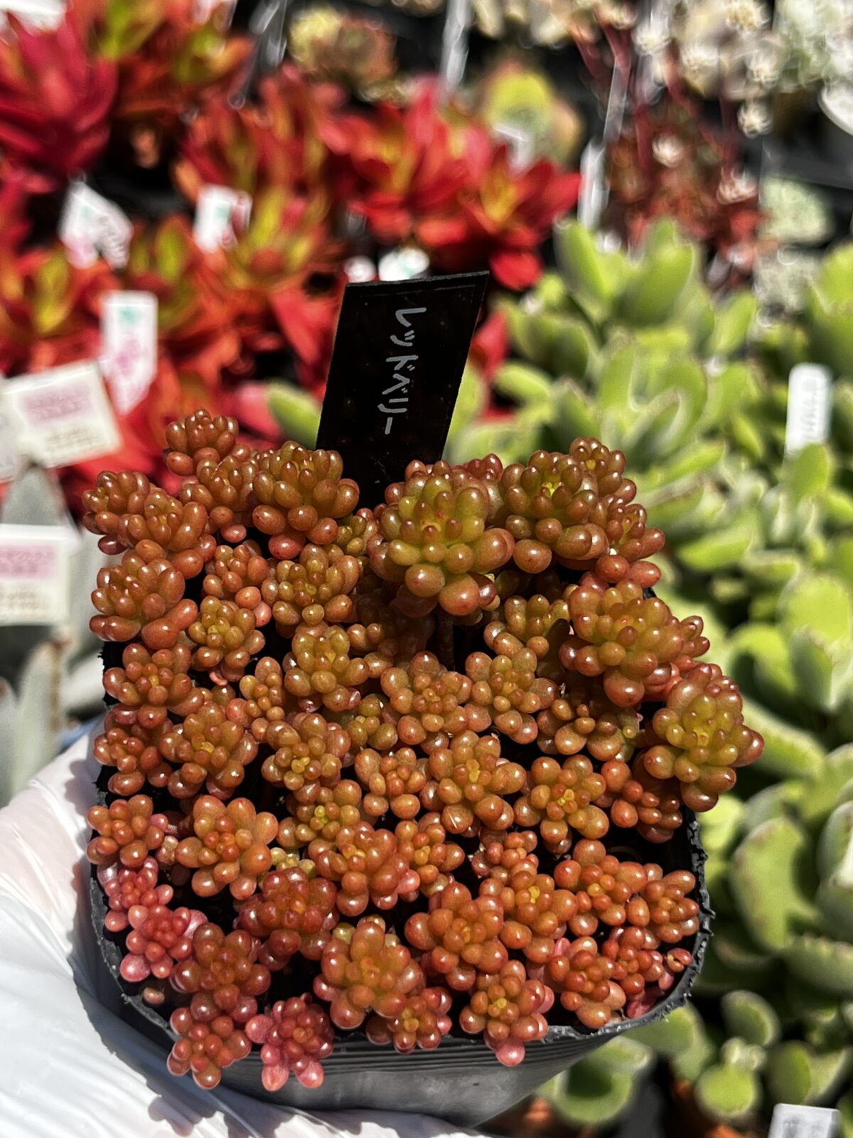 人気のつぶつぶ系多肉レッドベリー｜多肉植物専門店リュミエール北砂販売所