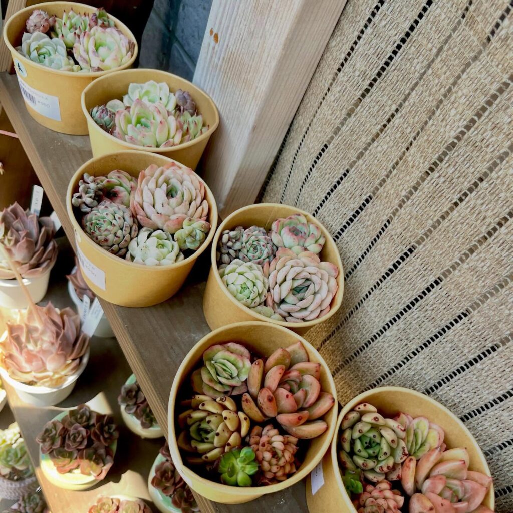 寄植え用プラグ苗セット|多肉植物専門店リュミエール北砂販売所_20260502