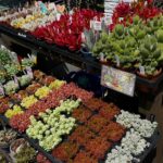 つぶつぶ系多肉がいっぱい|多肉植物専門店リュミエール北砂販売所_20260502
