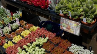 つぶつぶ系多肉がいっぱい|多肉植物専門店リュミエール北砂販売所_20260502