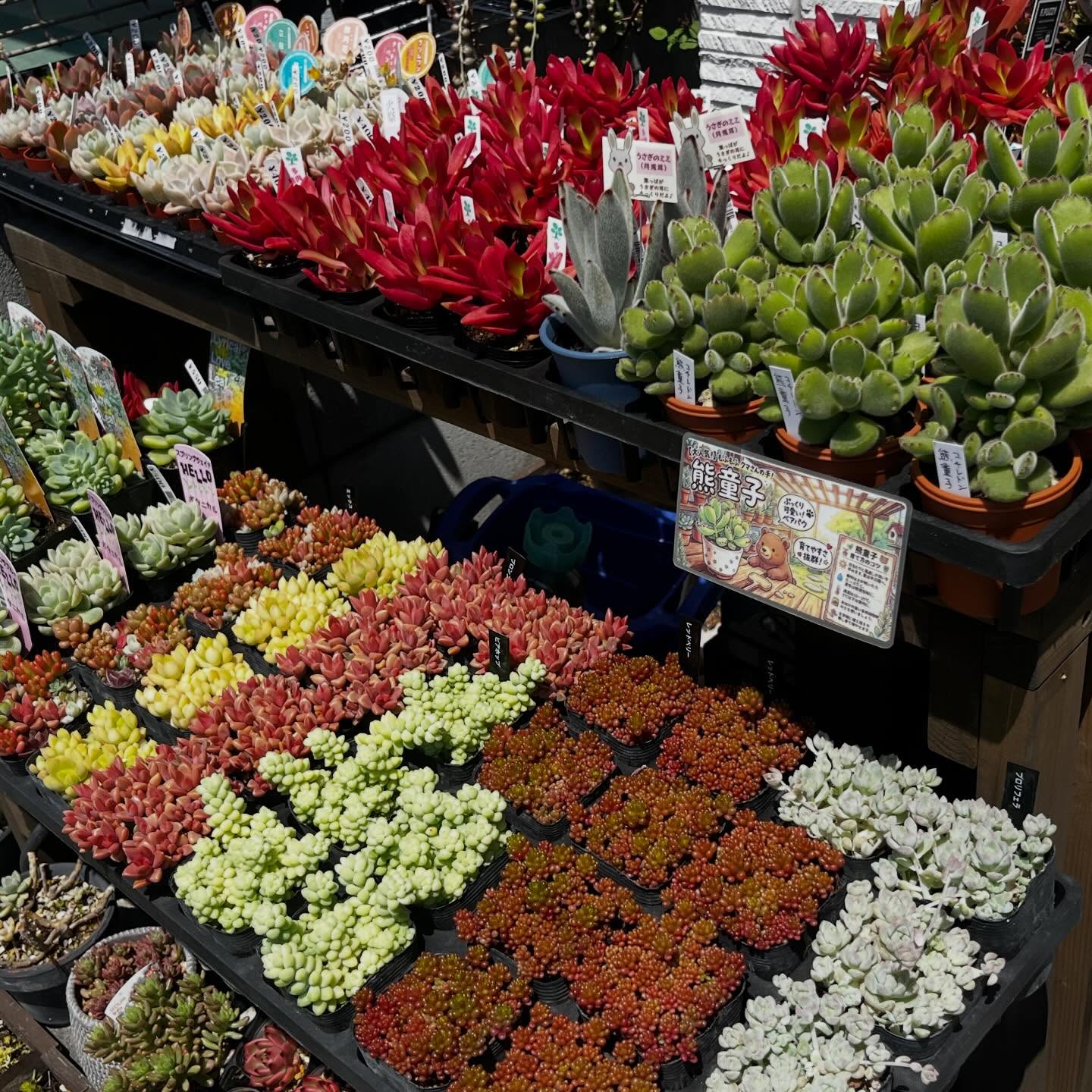 つぶつぶ系多肉がいっぱい|多肉植物専門店リュミエール北砂販売所_20260502