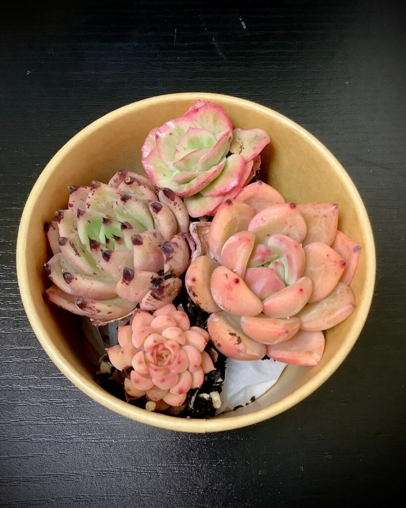 寄植え用プラグ苗セット_さん並ぶ無人販売店|多肉植物専門店リュミエール葛飾店_20260501