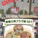寄植え用プラグ苗セット_さん並ぶ無人販売店|多肉植物専門店リュミエール葛飾店_20260501