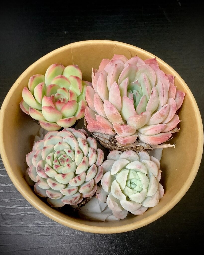 寄植え用プラグ苗セット_さん並ぶ無人販売店|多肉植物専門店リュミエール葛飾店_20260501