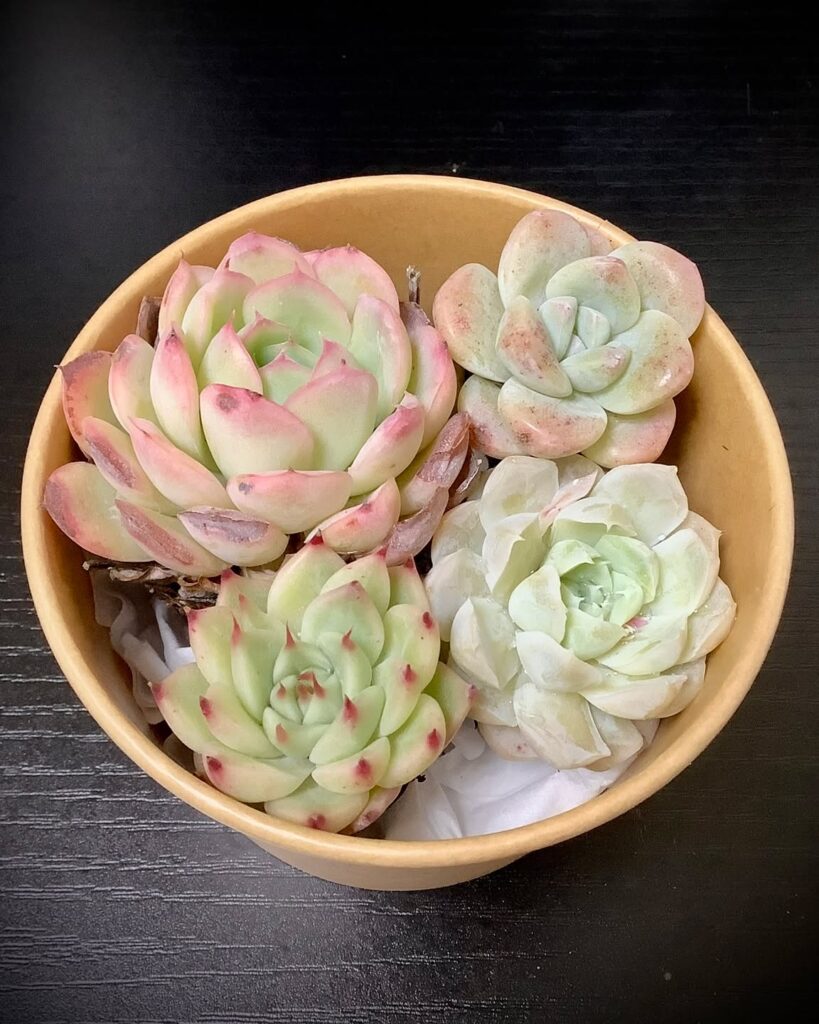 寄植え用プラグ苗セット_さん並ぶ無人販売店|多肉植物専門店リュミエール葛飾店_20260501