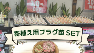 寄植え用プラグ苗セット_さん並ぶ無人販売店|多肉植物専門店リュミエール葛飾店_20260501