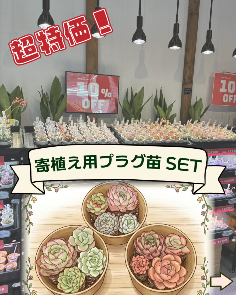 寄植え用プラグ苗セット_さん並ぶ無人販売店|多肉植物専門店リュミエール葛飾店_20260501