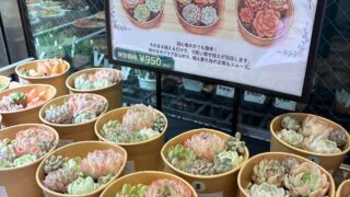 東京でエケベリアがたくさん並ぶ無人販売店|多肉植物専門店リュミエール葛飾店_20260502