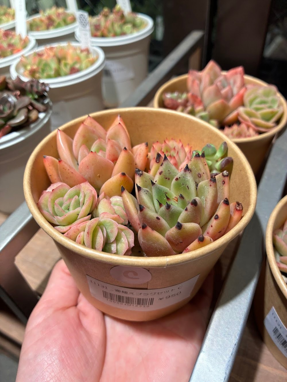 東京でエケベリアがたくさん並ぶ無人販売店|多肉植物専門店リュミエール葛飾店_20260502