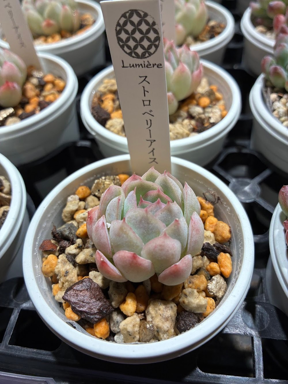 ピンクに紅葉する可愛いエケベリア_ストロベリーアイス