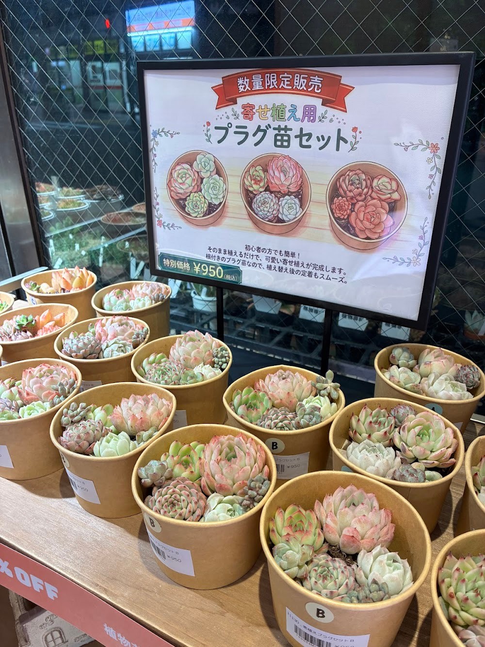 東京でエケベリアがたくさん並ぶ無人販売店|多肉植物専門店リュミエール葛飾店_20260502
