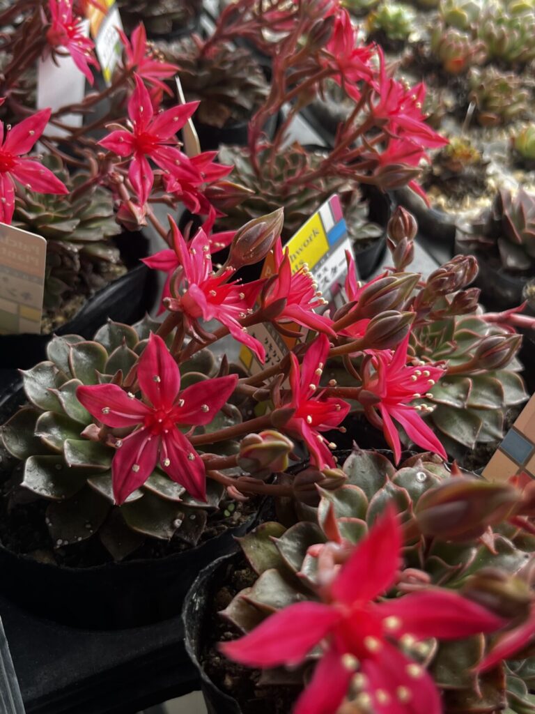 豪華!きれいな花が咲くタキタス(ベラム)新入荷まちの店頭_多肉植物専門店リュミエール江東区北砂販売所
