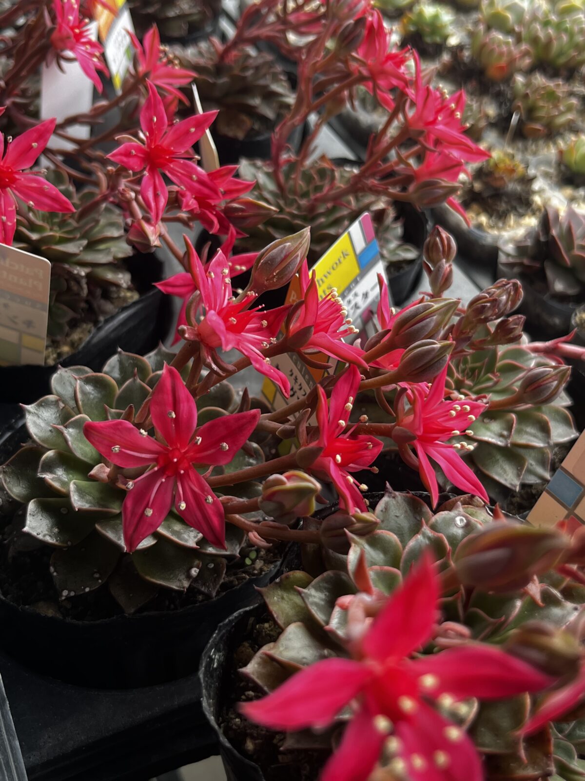 豪華！きれいな花が咲くタキタス(ベラム）新入荷まちの店頭_多肉植物専門店リュミエール江東区北砂販売所