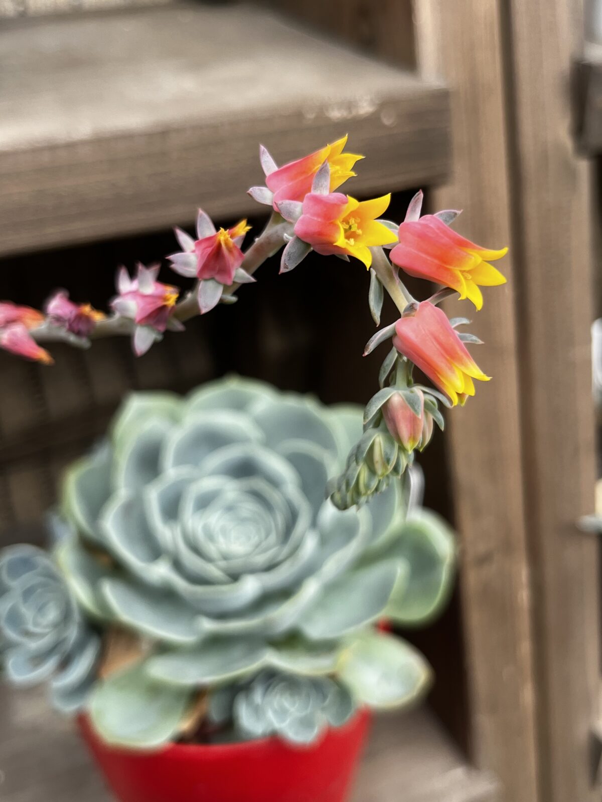 エケベリア七福神！原種の花は細長いのが特徴_多肉植物専門店リュミエール江東区北砂販売所